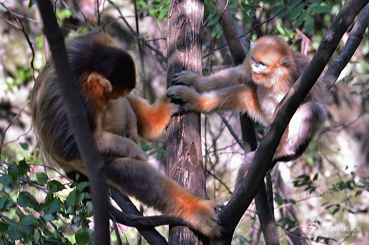 丛林中的精灵—美猴王