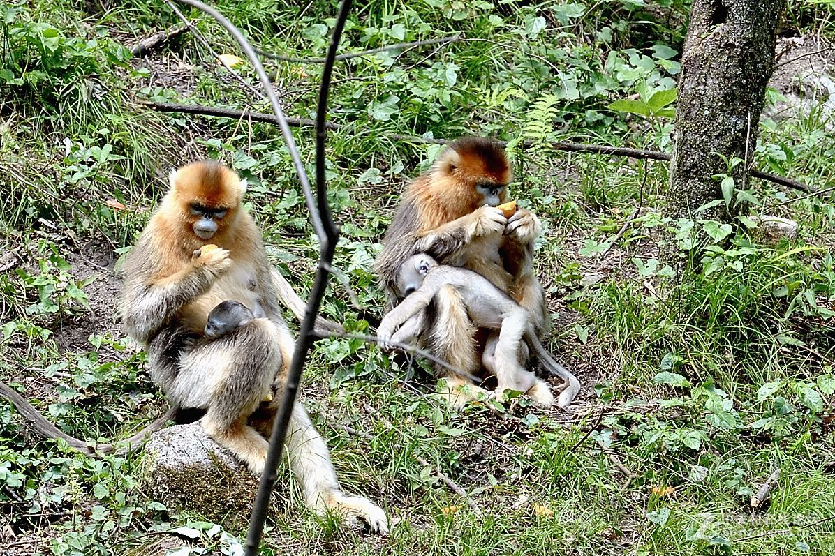 丛林中的精灵—美猴王
