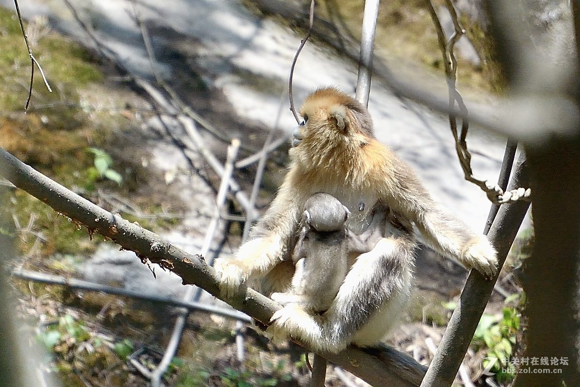 丛林中的精灵—美猴王