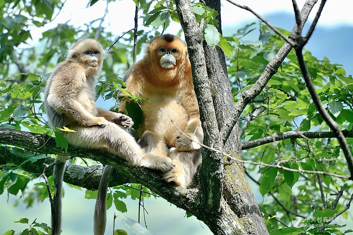 丛林中的精灵—美猴王