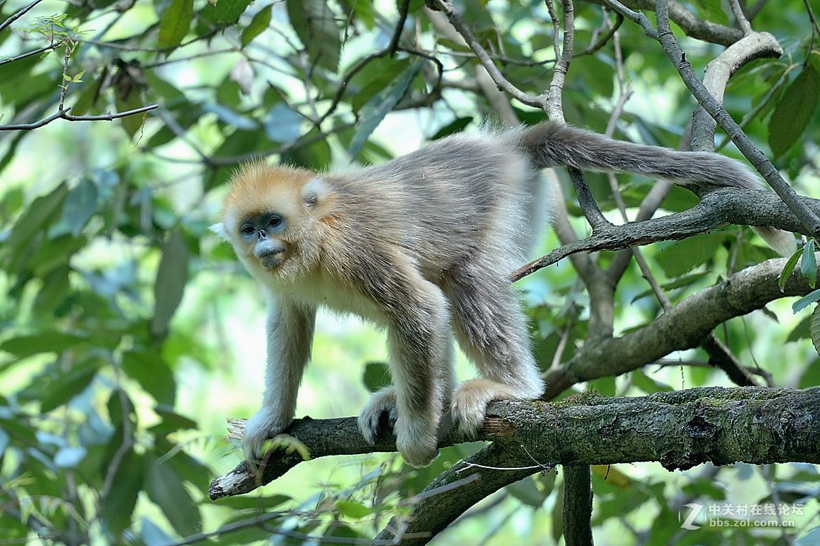 丛林中的精灵—美猴王