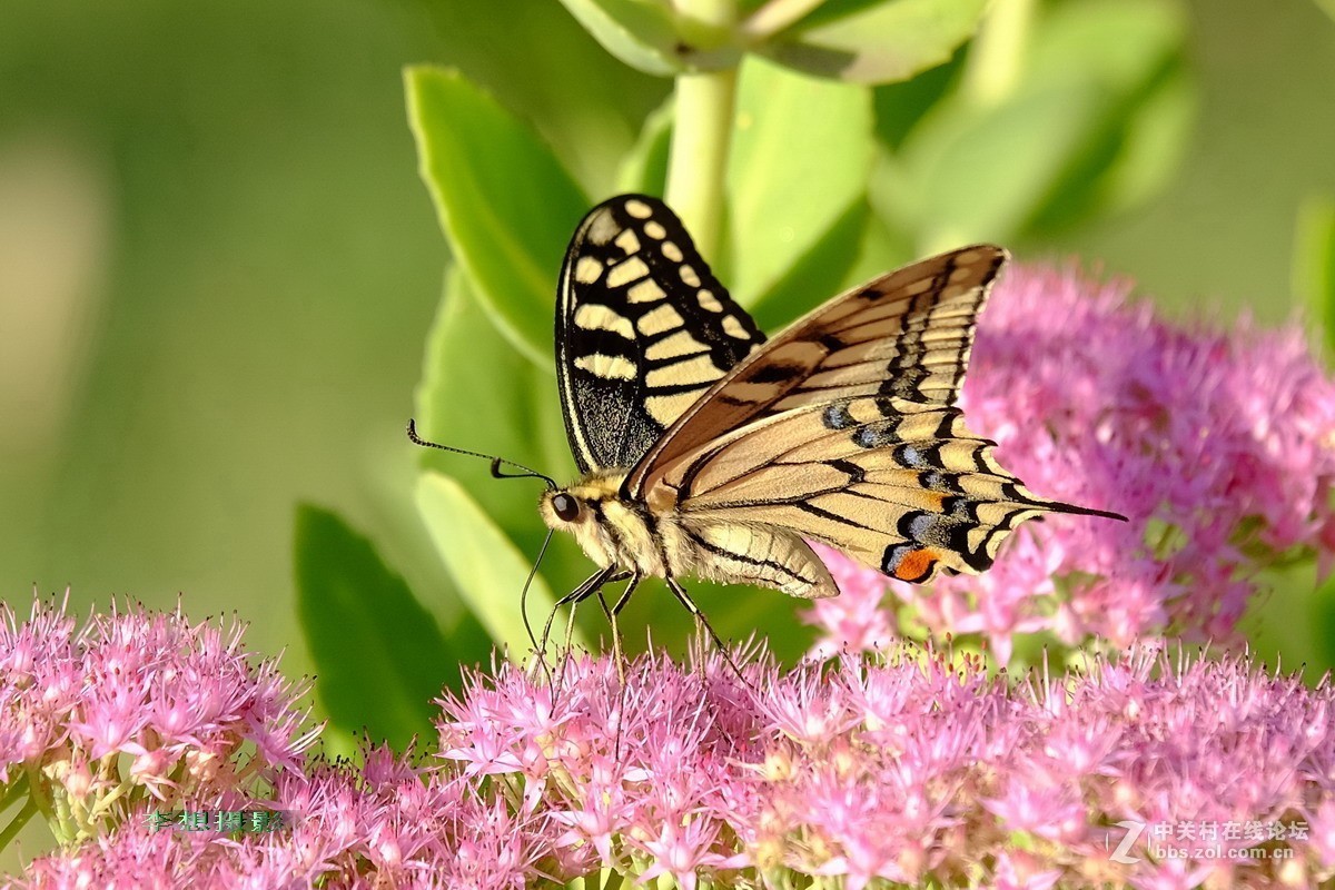 蝴蝶纷纷飞去了