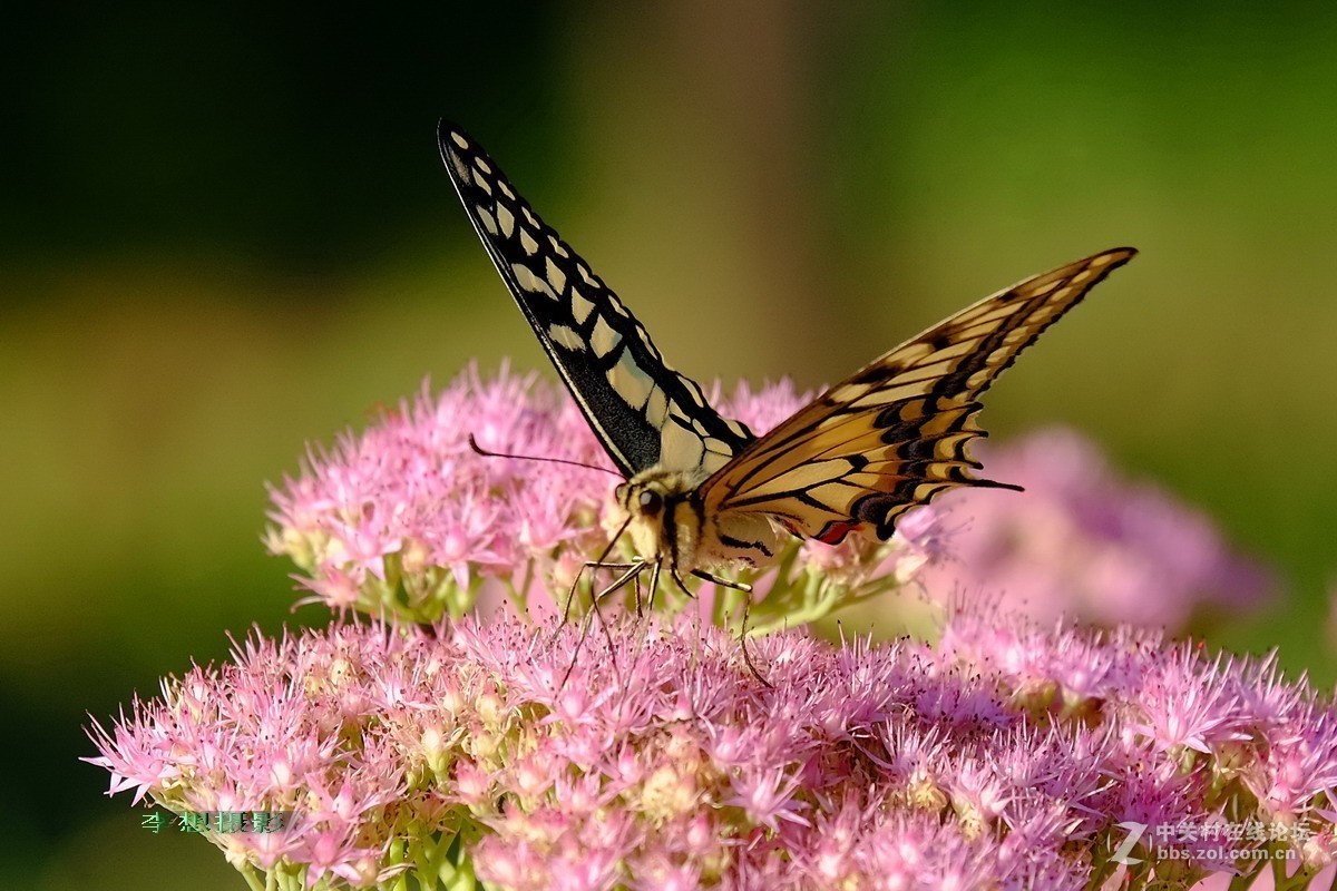 蝴蝶纷纷飞去了