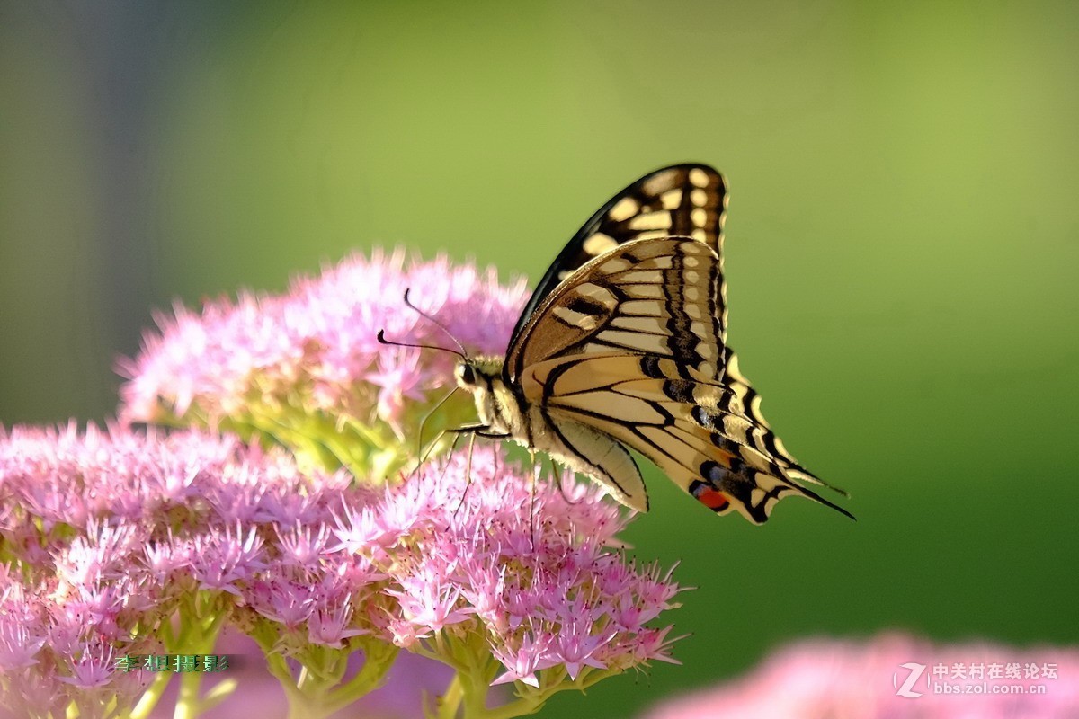蝴蝶纷纷飞去了