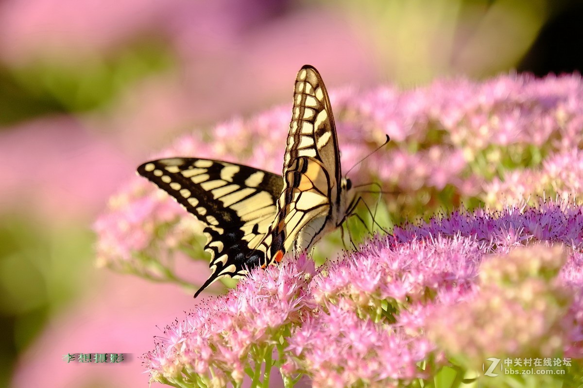 蝴蝶纷纷飞去了