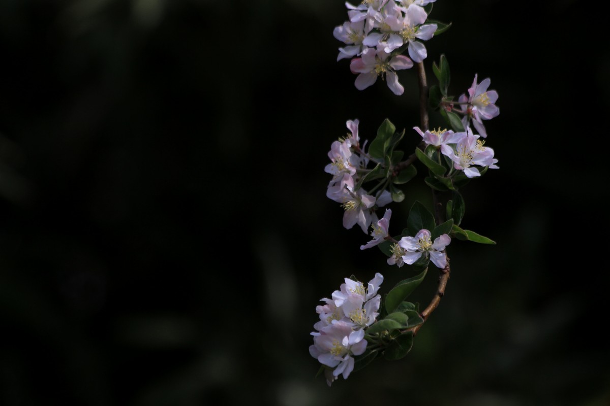 海棠花儿开，桃花朵朵争艳，好友点评。