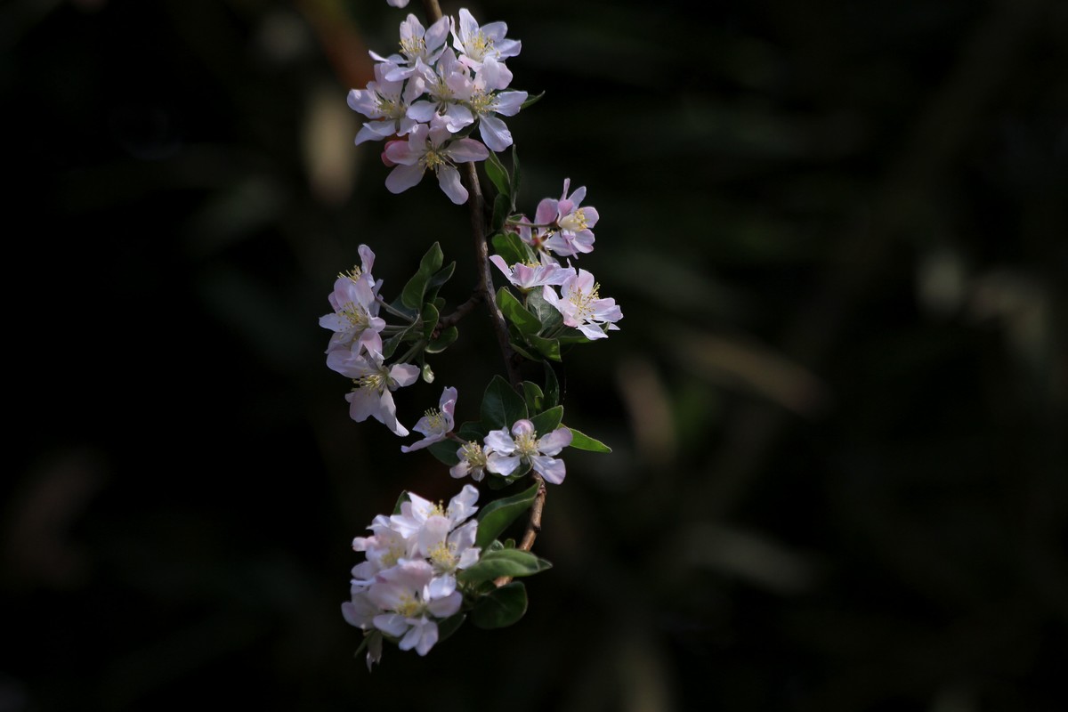 海棠花儿开，桃花朵朵争艳，好友点评。