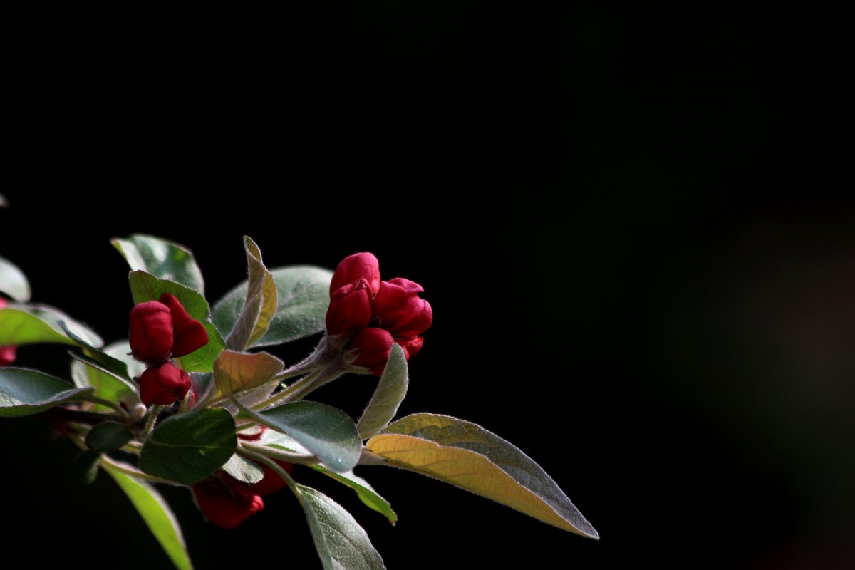 海棠花儿开，桃花朵朵争艳，好友点评。