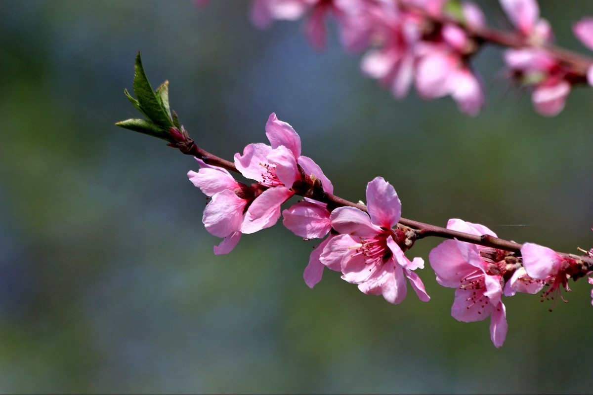 海棠花儿开，桃花朵朵争艳，好友点评。
