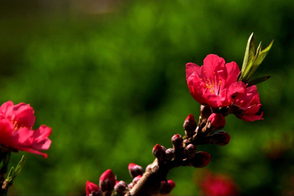 海棠花儿开，桃花朵朵争艳，好友点评。