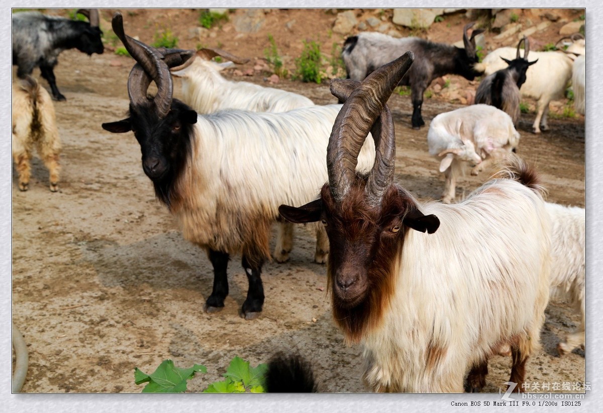 太行山区2000米以上山区的山羊群