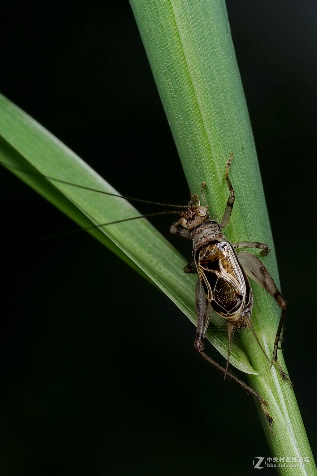 a7fe9028微拍摄双带拟蛉蟋
