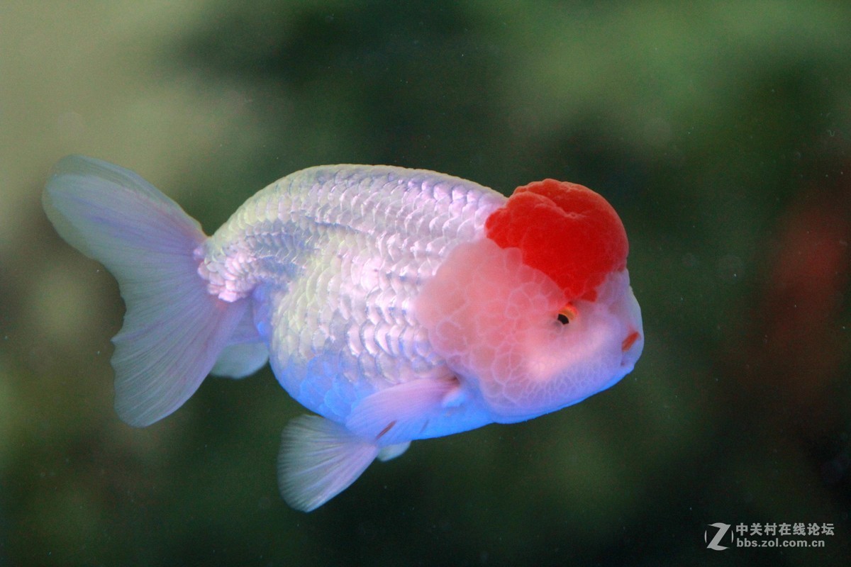 适马24105低光条件下拍金鱼