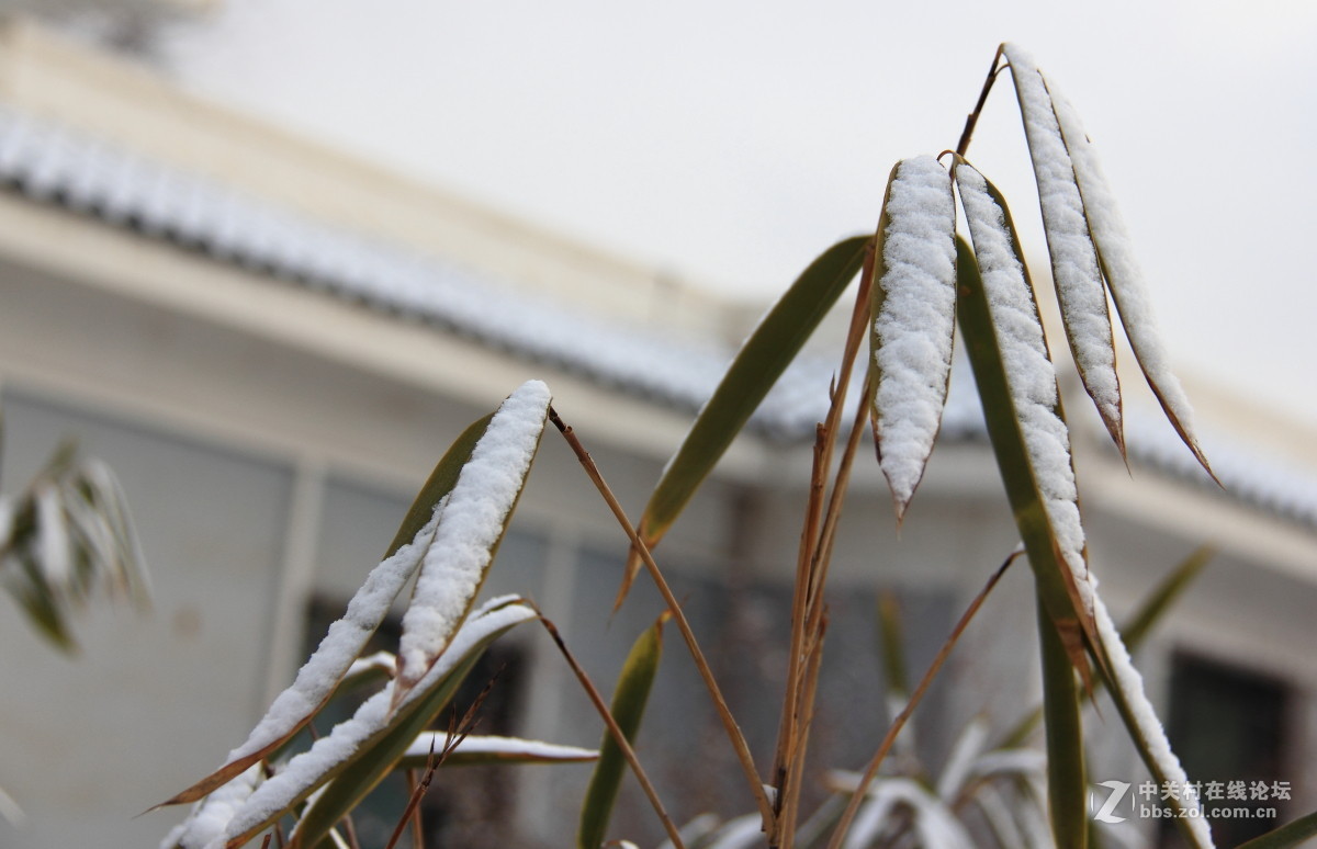 植物园拍雪8