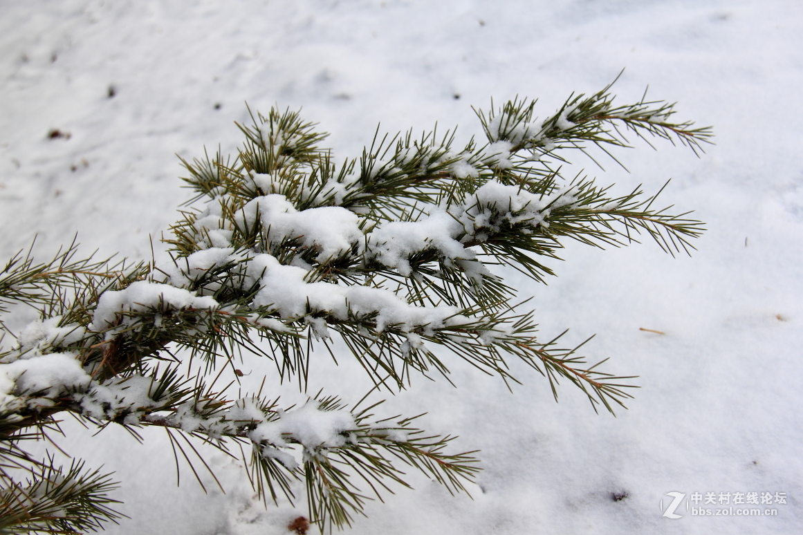 植物园拍雪8