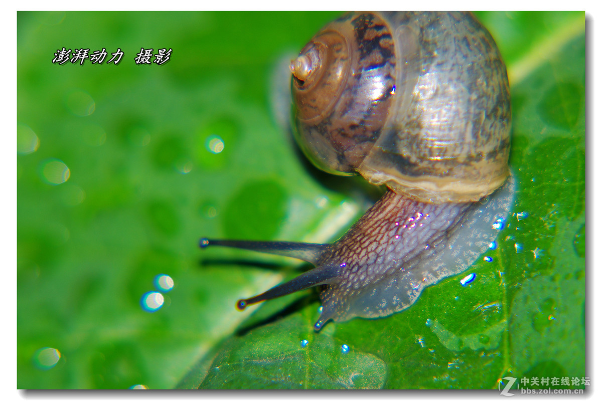 透明的蜗牛宝宝二