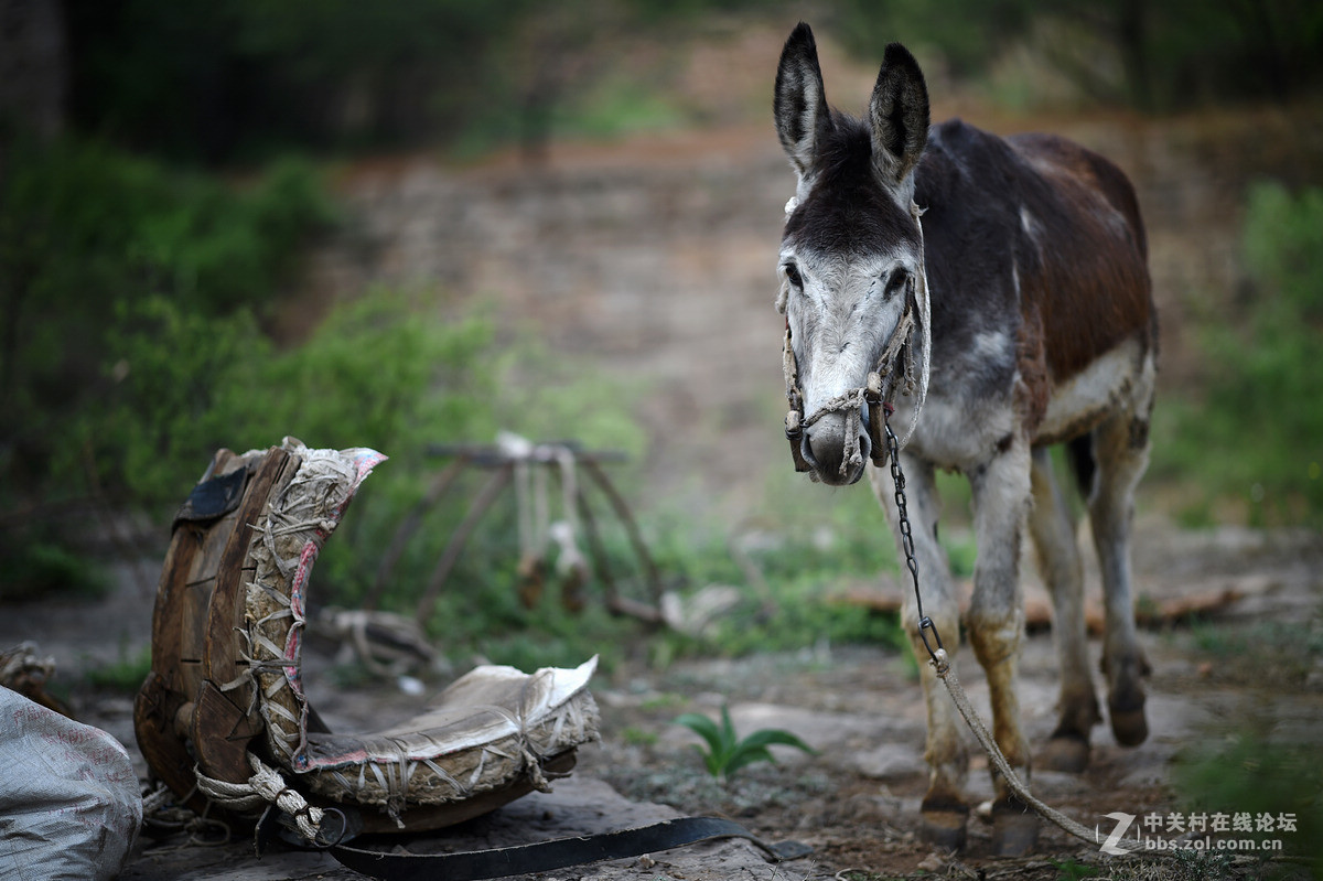 驴背上的村庄——王金庄纪实