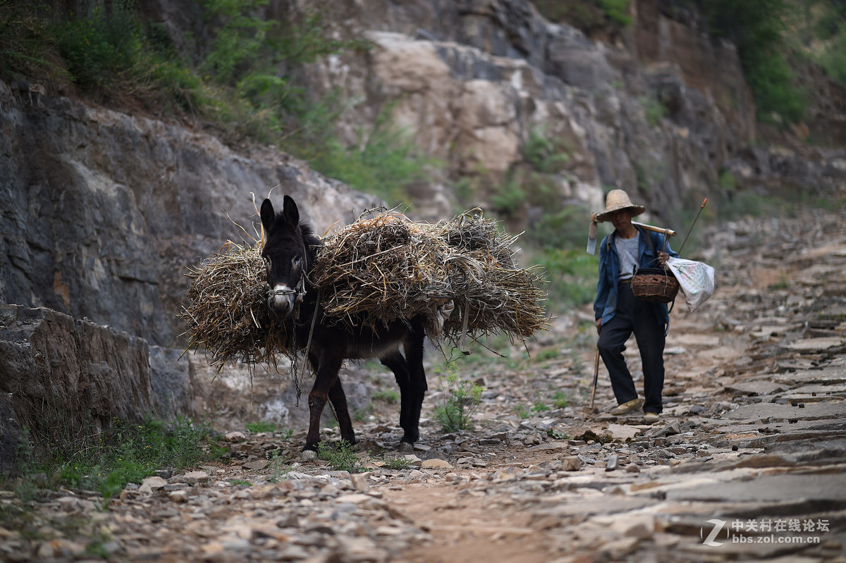 驴背上的村庄——王金庄纪实