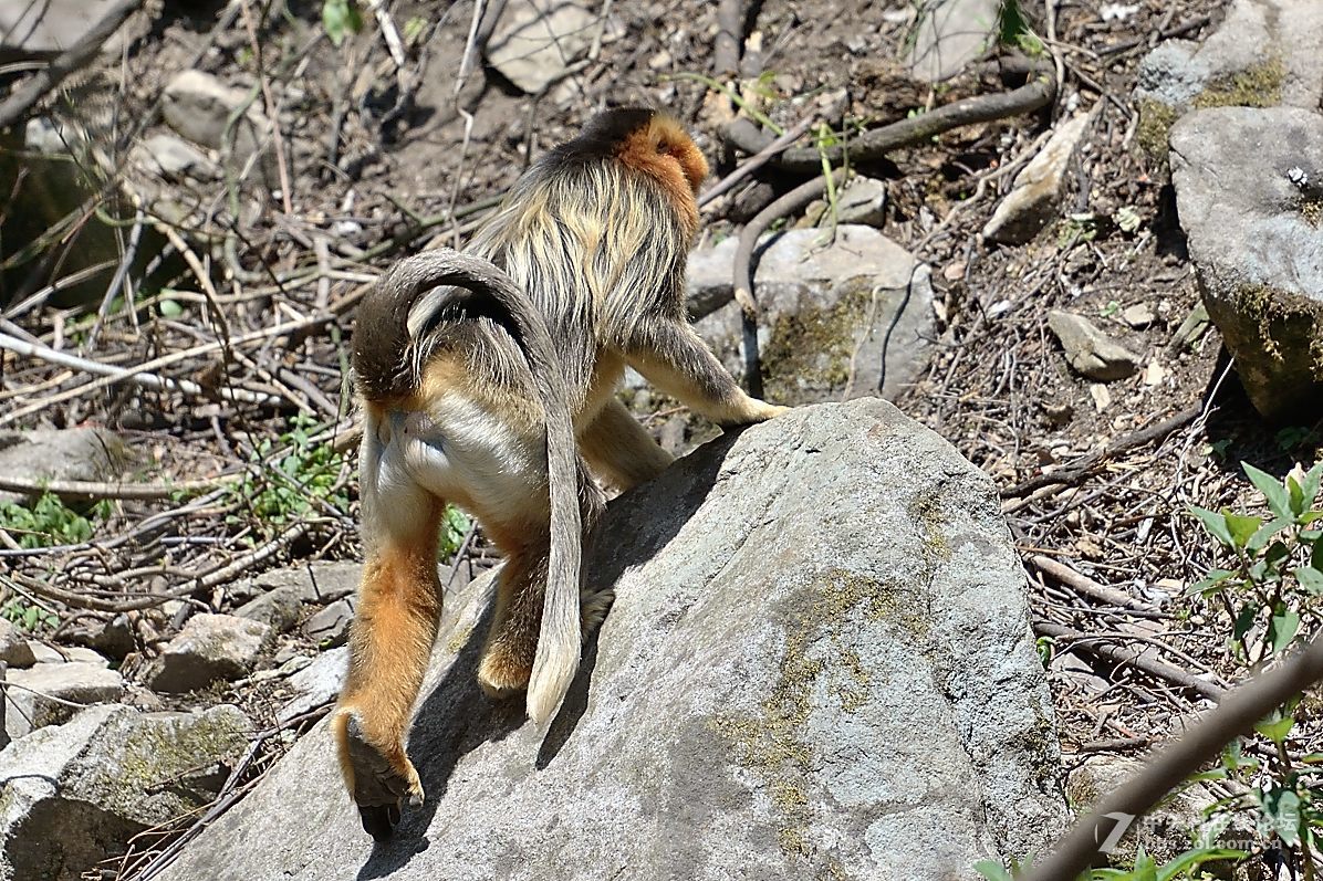 丛林中的精灵—美猴王