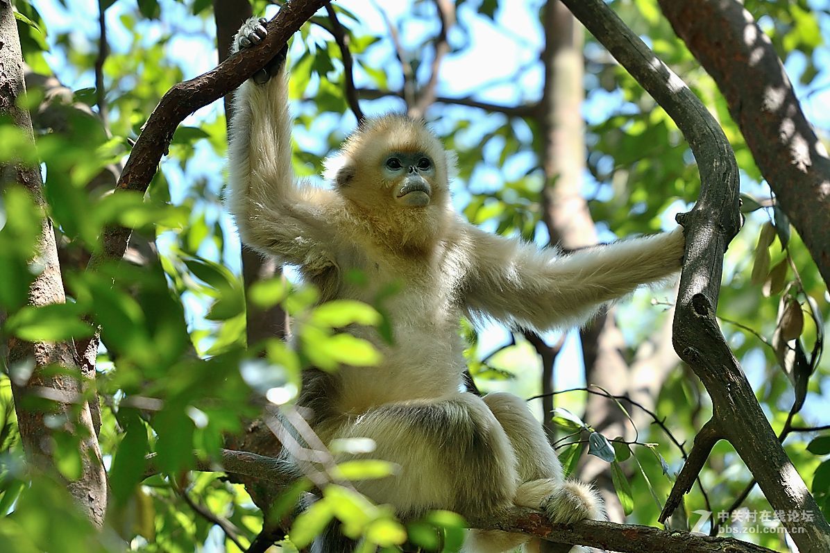 丛林中的精灵—美猴王