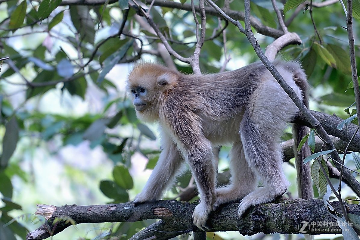 丛林中的精灵—美猴王