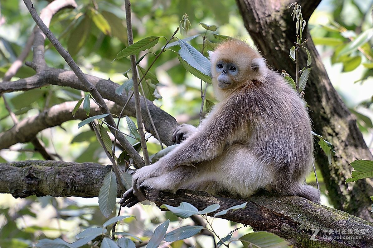 丛林中的精灵—美猴王