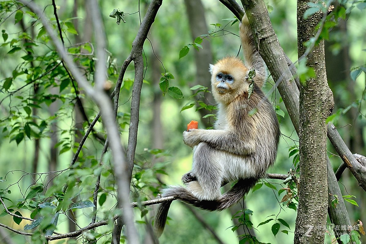 丛林中的精灵—美猴王
