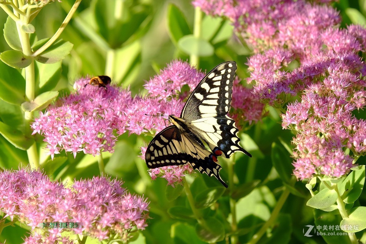 蝴蝶纷纷飞去了