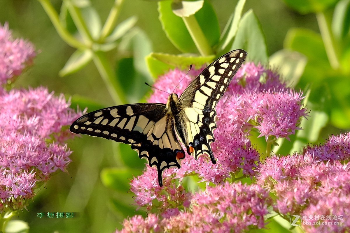 蝴蝶纷纷飞去了