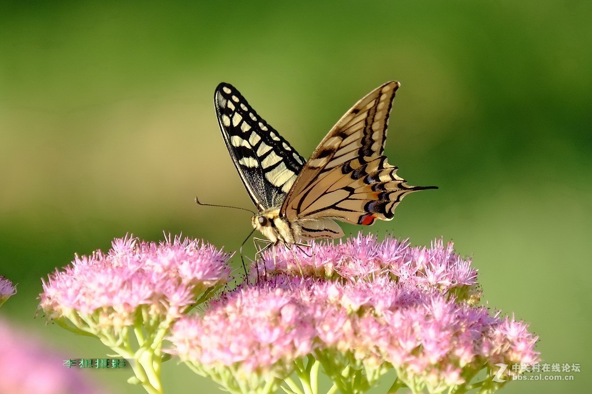 蝴蝶纷纷飞去了