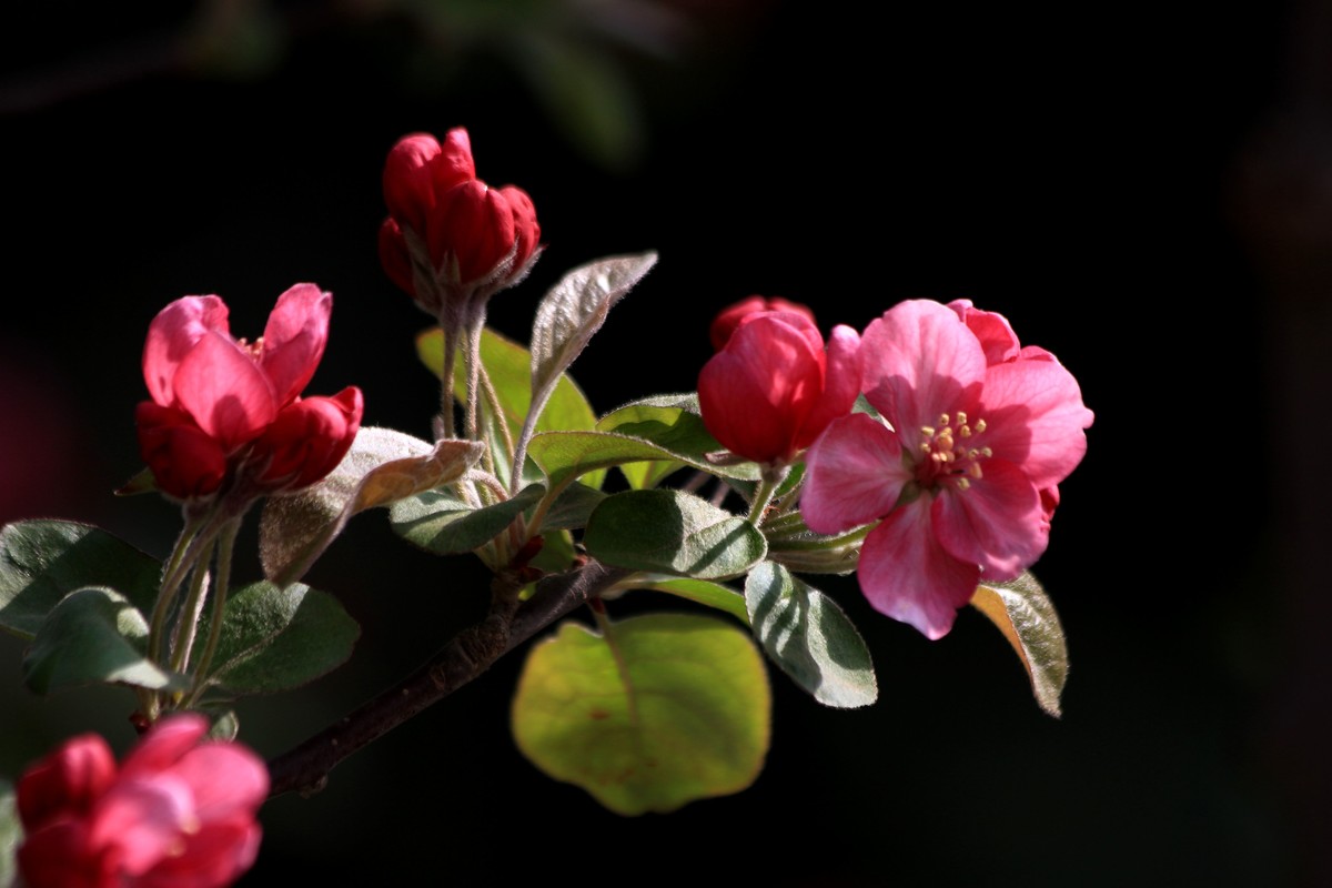 海棠花儿开，桃花朵朵争艳，好友点评。