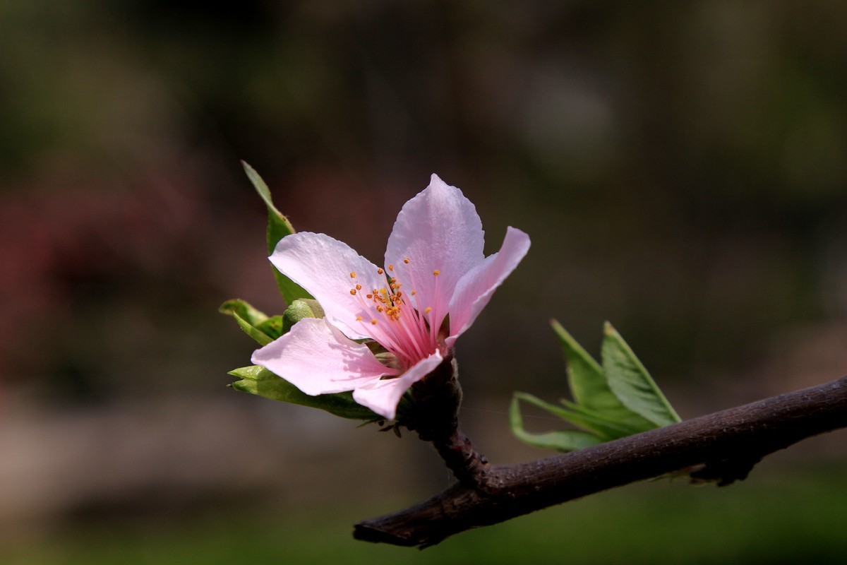 海棠花儿开，桃花朵朵争艳，好友点评。