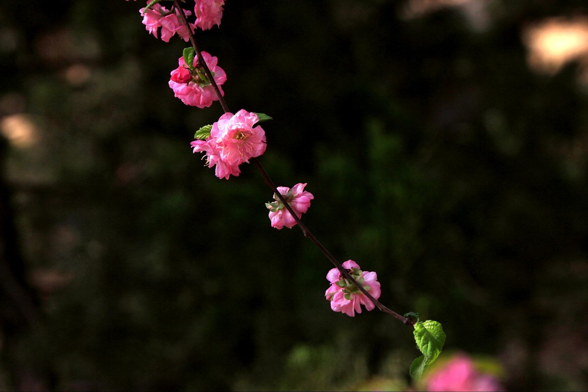海棠花儿开，桃花朵朵争艳，好友点评。