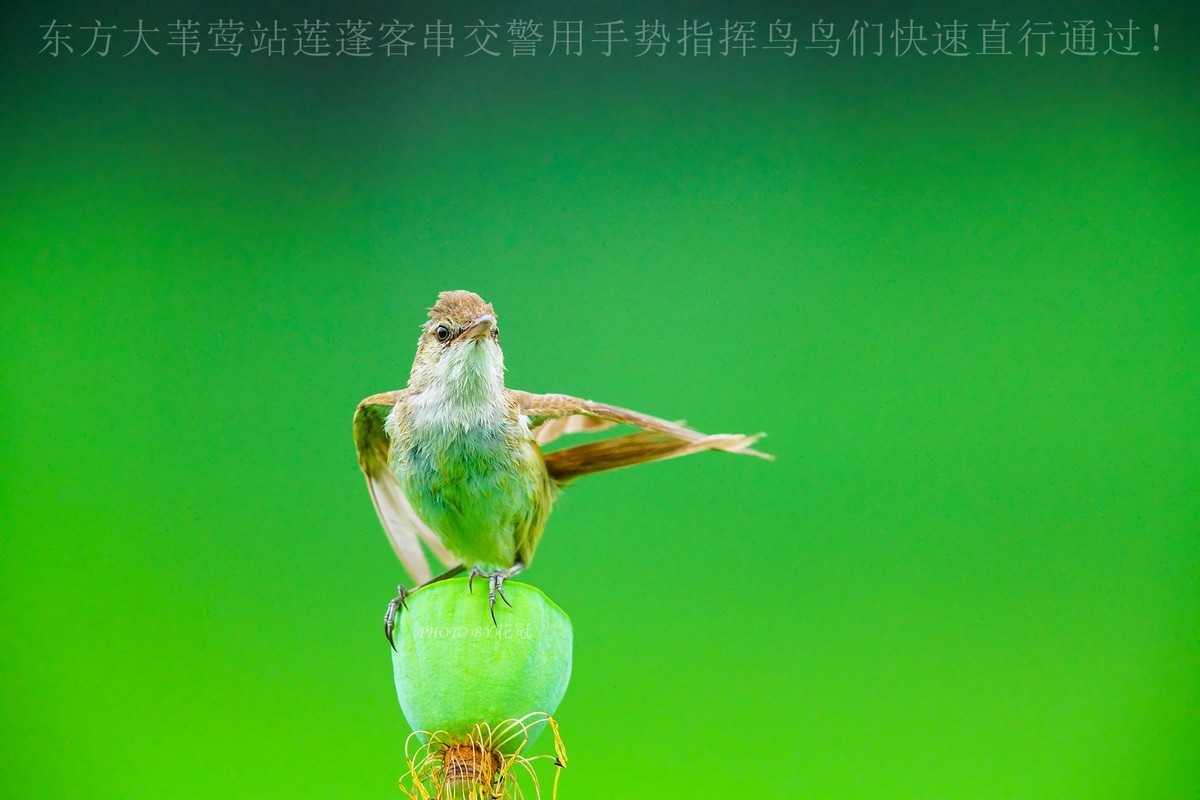 索尼全画幅微单全部型号差异对比图（因摄友要求）