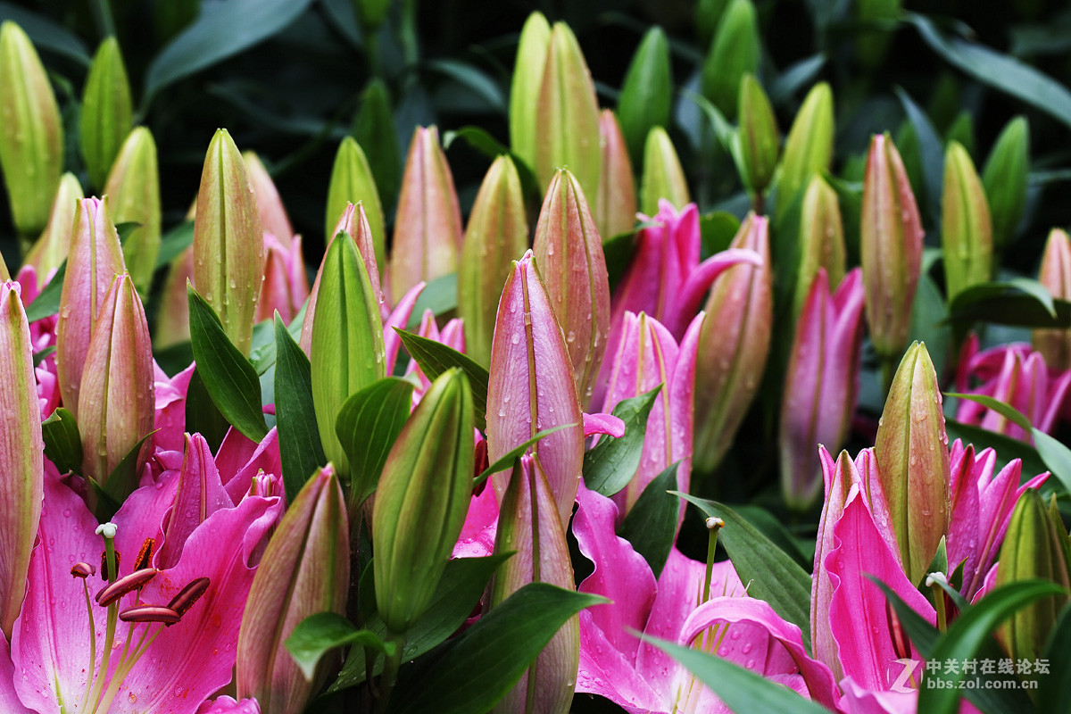 含苞待放的香水百合
