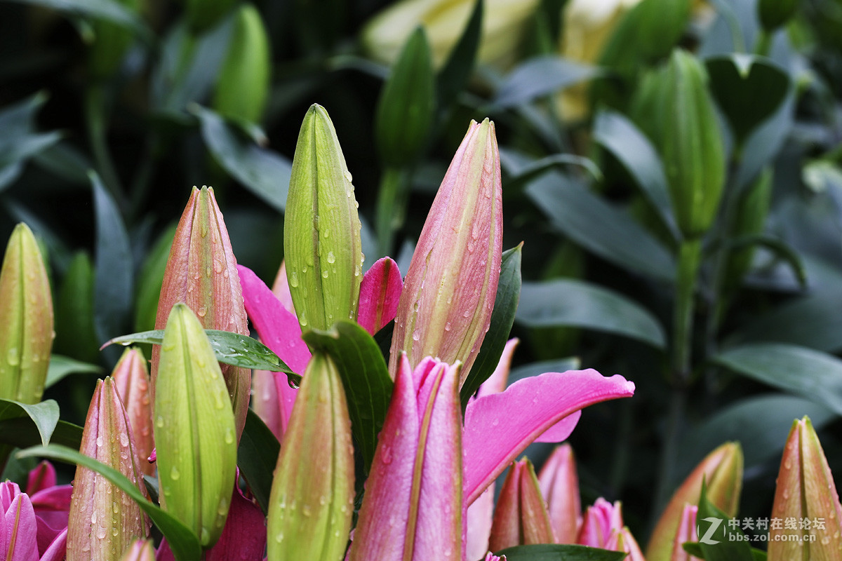 含苞待放的香水百合