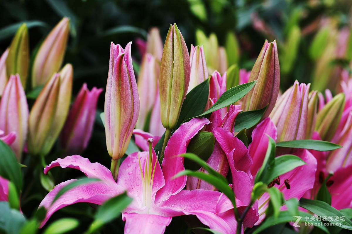 含苞待放的香水百合