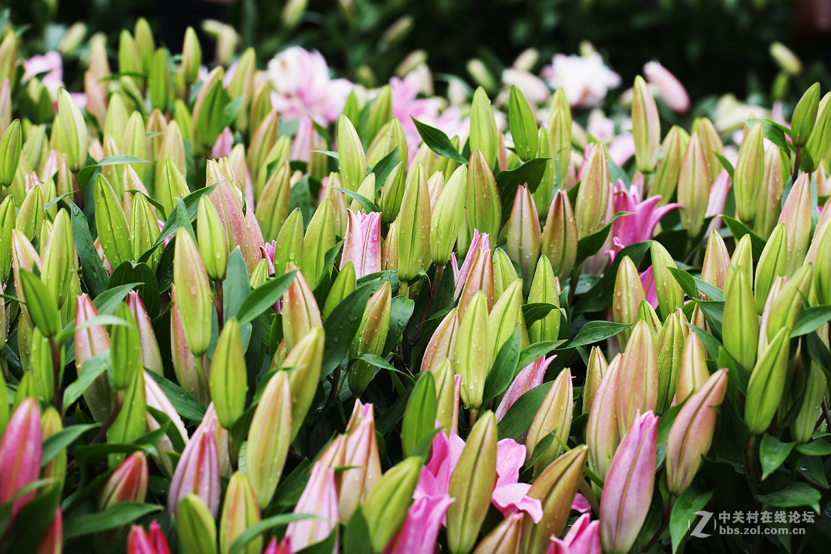 含苞待放的香水百合