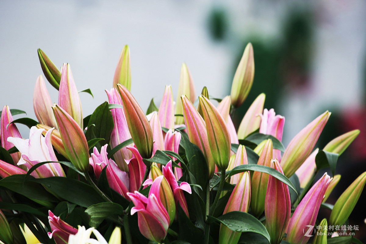 含苞待放的香水百合