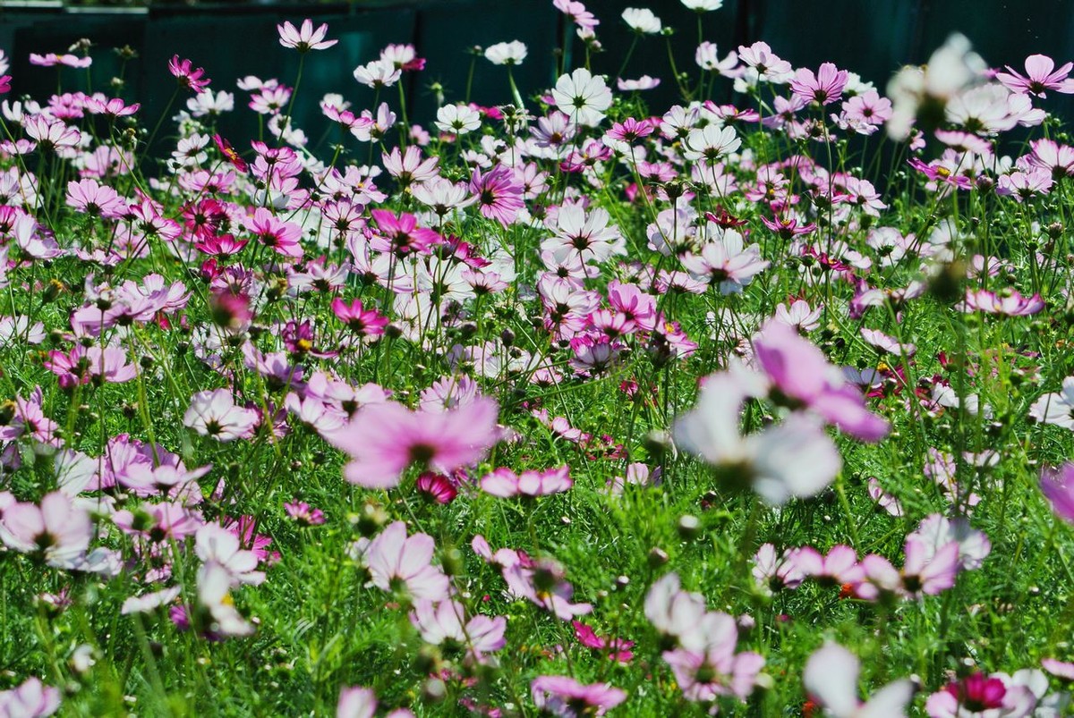 山水园波斯菊（格桑花）