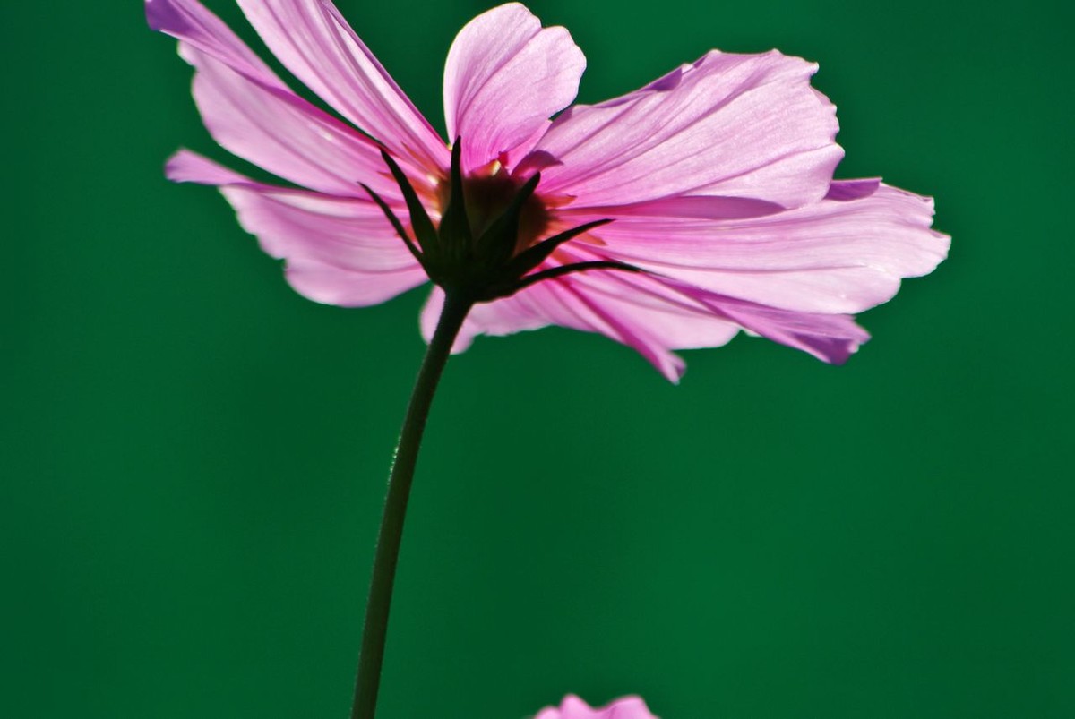 山水园波斯菊（格桑花）