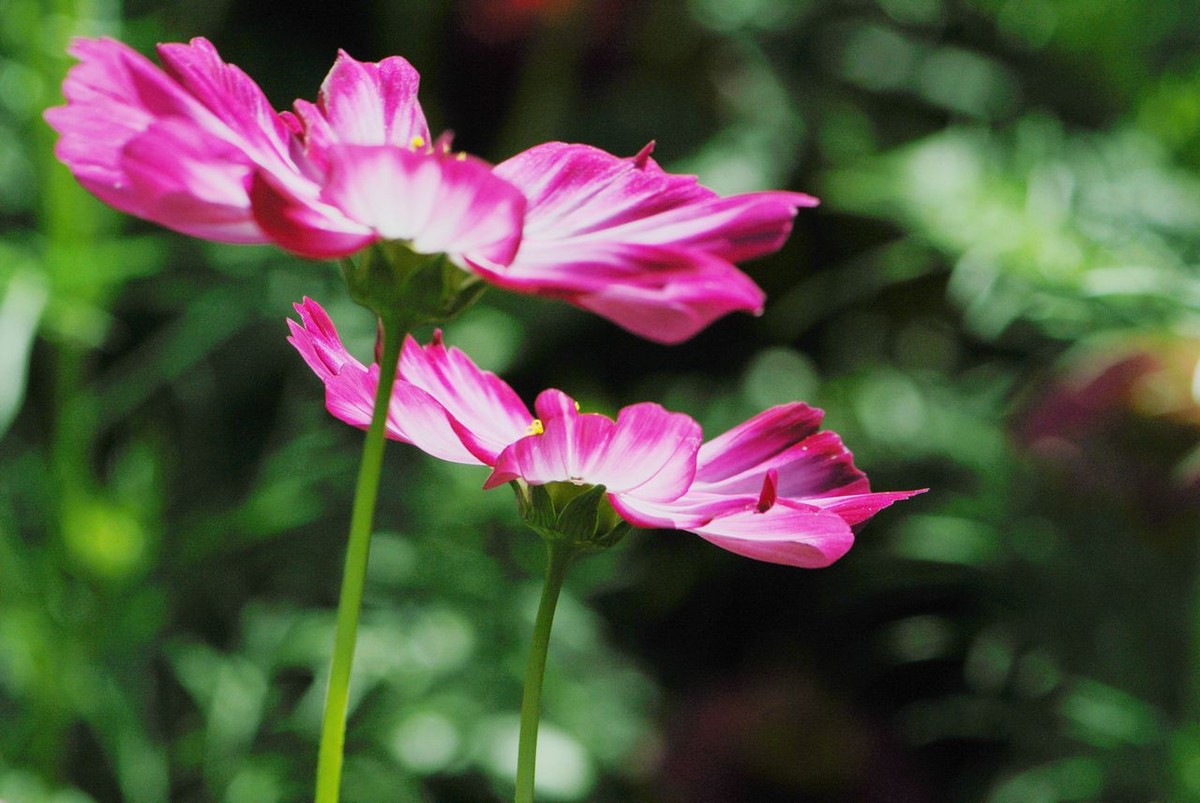 山水园波斯菊（格桑花）