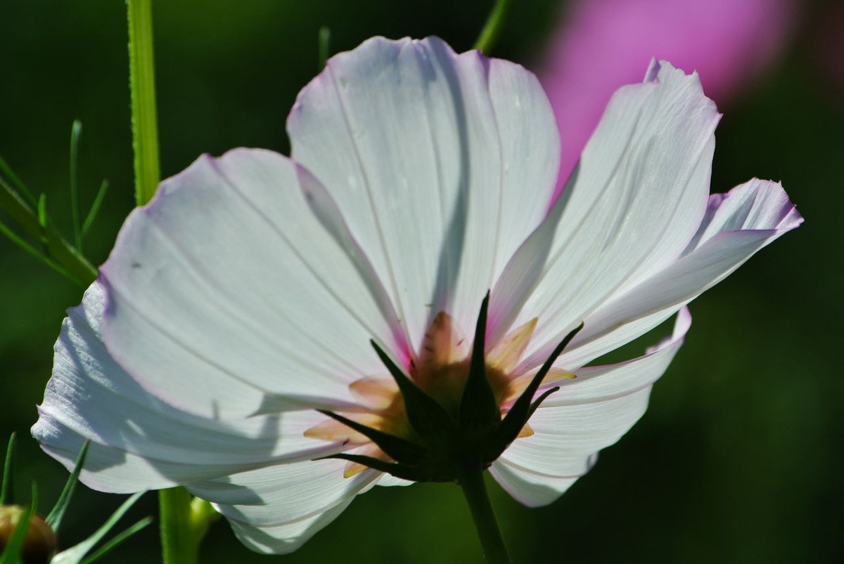 山水园波斯菊（格桑花）
