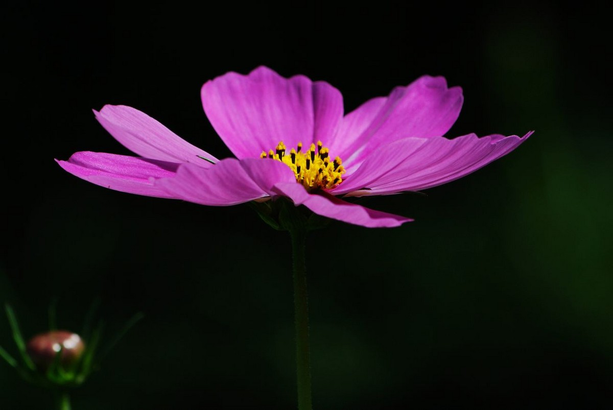 山水园波斯菊（格桑花）
