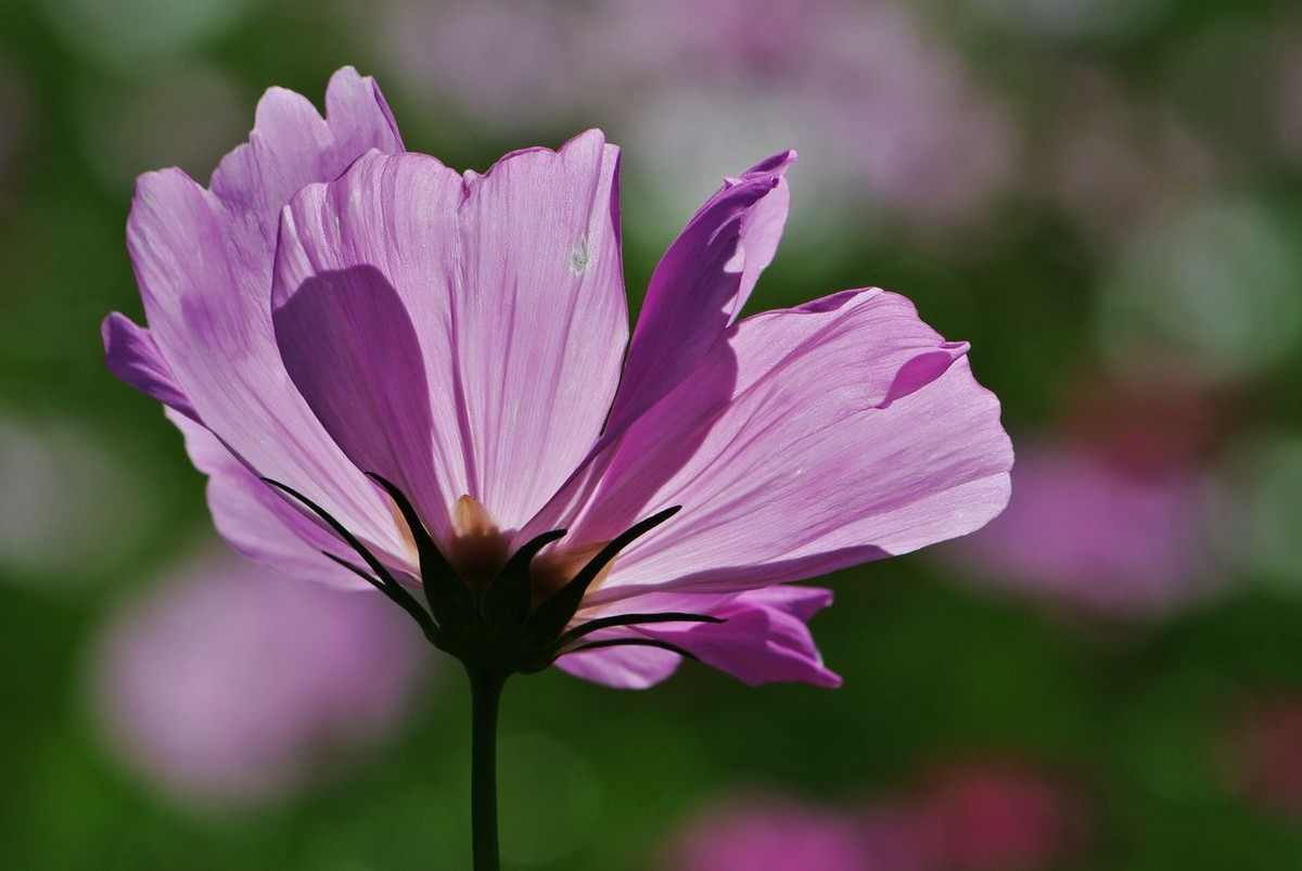 山水园波斯菊（格桑花）