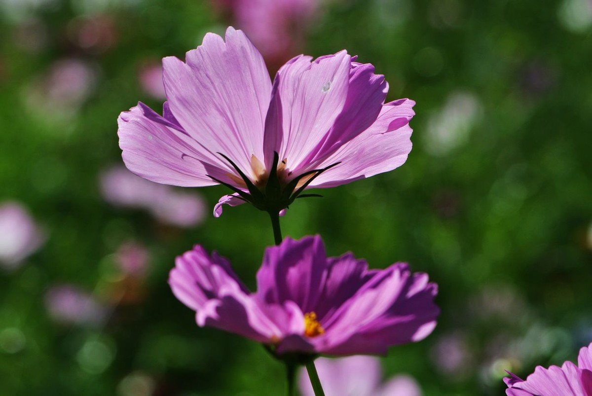 山水园波斯菊（格桑花）