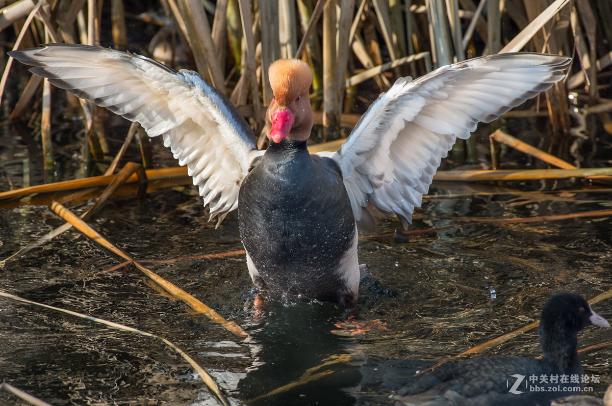 ## 也 拍 赤 嘴 潜 鸭  ##
