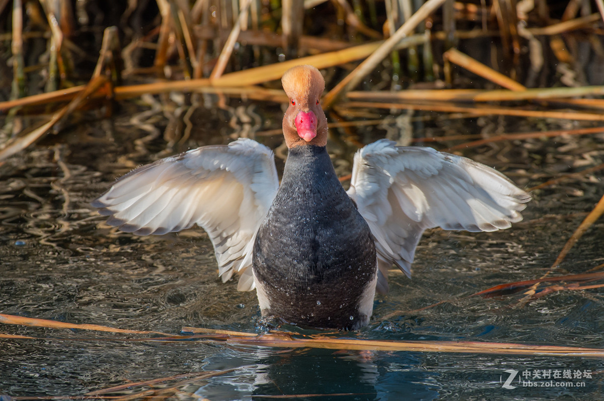 ## 也 拍 赤 嘴 潜 鸭  ##