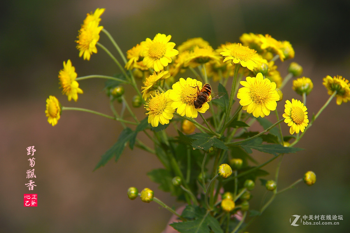 野菊飘香小鸭来_______祝贺红河星空(中国)开坛！祝贺华电昆明人荣任版主！