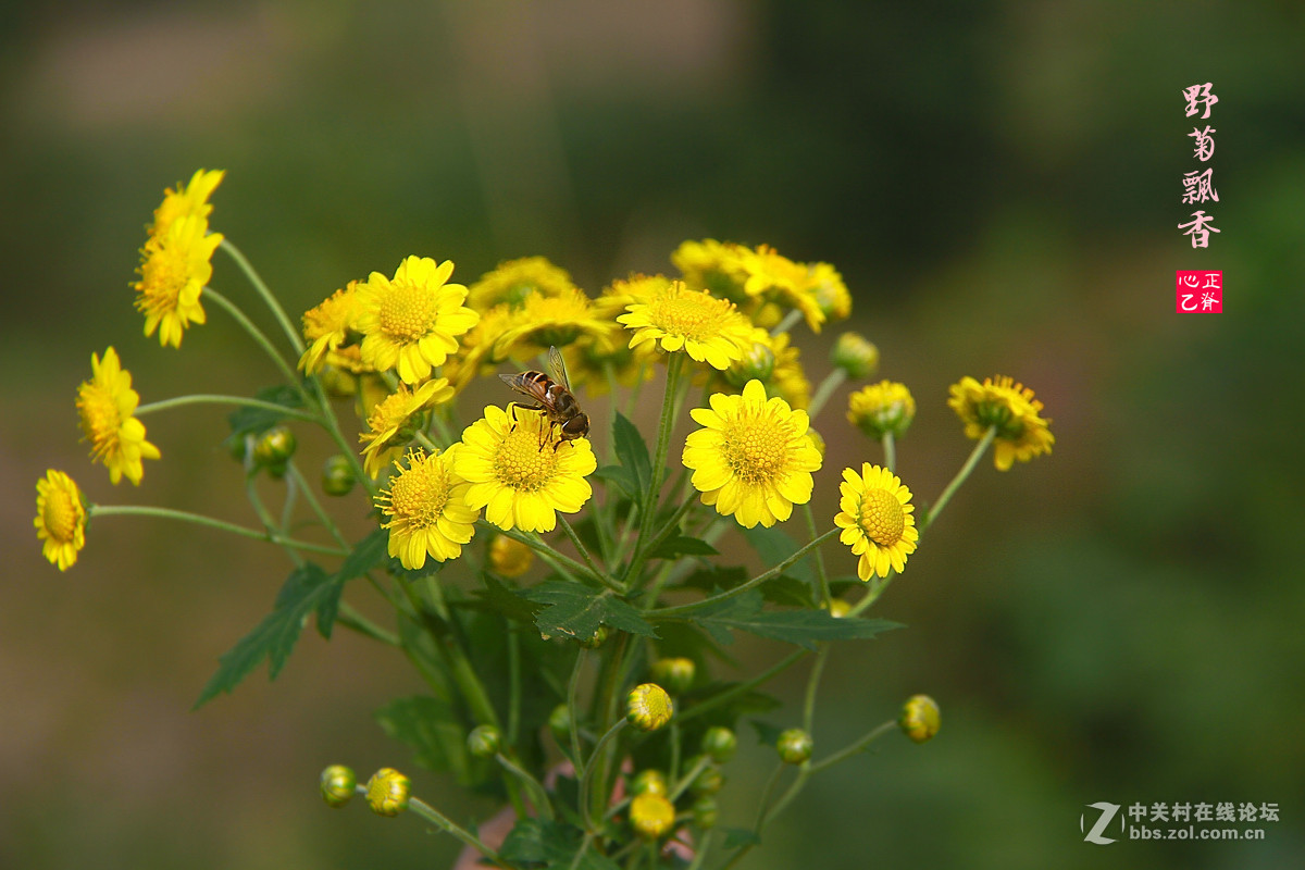 野菊飘香小鸭来_______祝贺红河星空(中国)开坛！祝贺华电昆明人荣任版主！
